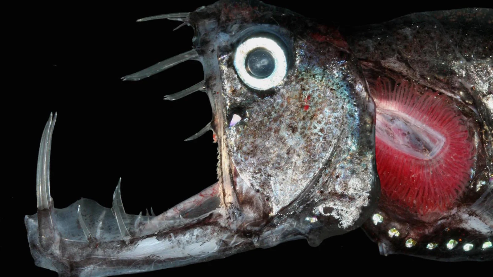 As Criaturas Mais Bizarras do Fundo do Mar (O Nº 3 Vai Te Dar Pesadelos!)